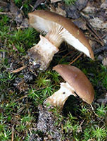 Armillaria bulbosa